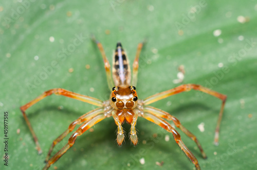 Cute, funny, lovely and agile. Male Jumping Spiders. They are excellent hunter and good pest control.