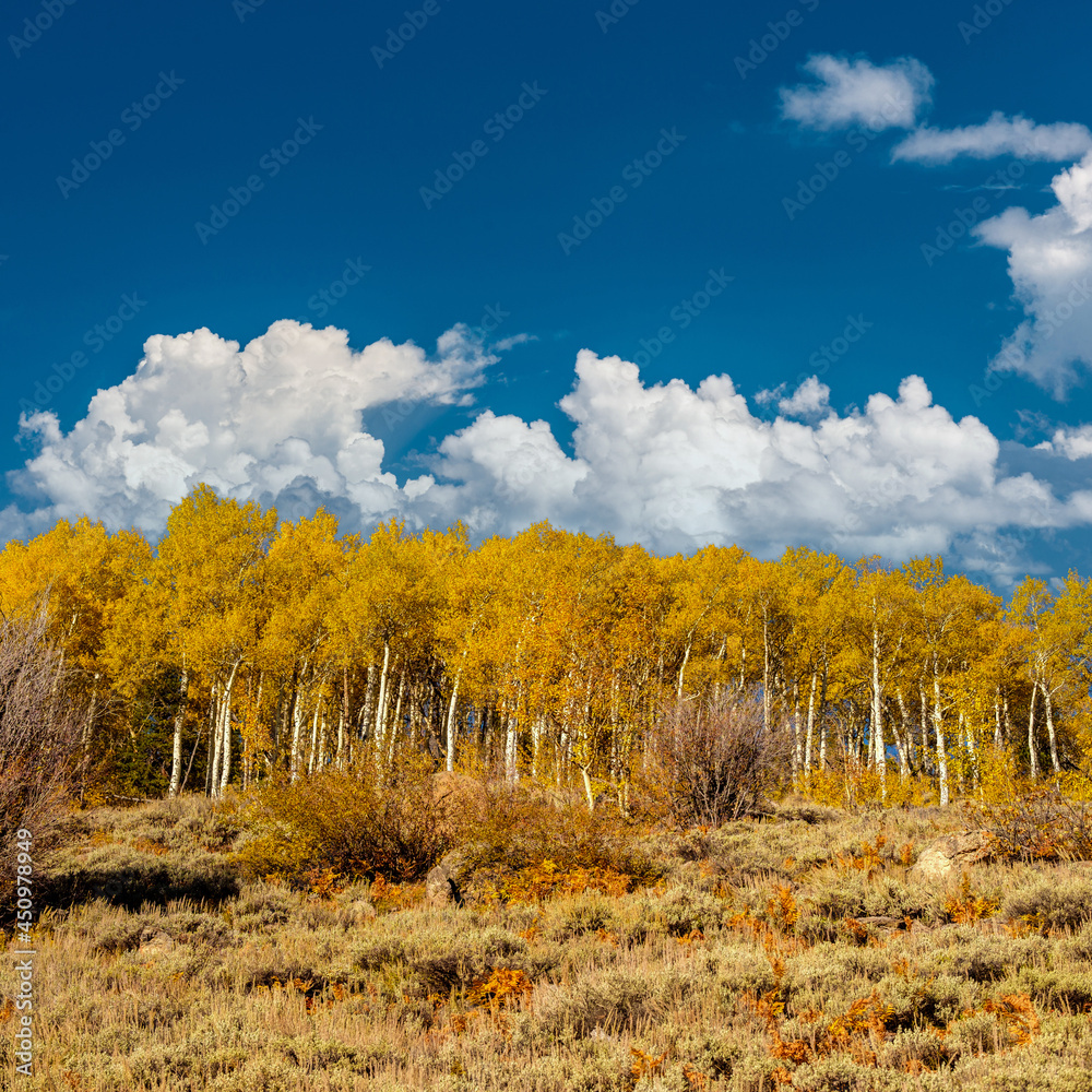 Fototapeta premium Aspen grove at autumn in Rocky Mountains
