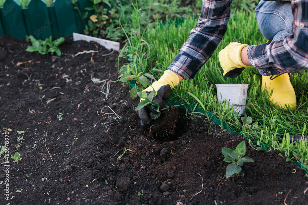 Fototapeta premium Hand of woman gardener in gloves holds seedling of small apple tree in her hands preparing to plant it in the ground. Tree planting concept
