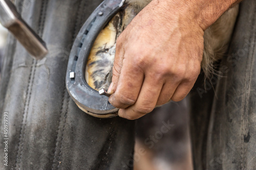 A blacksmith at work: A farrier nails a horseshoe on a hoof; nailing a horseshoe-nail