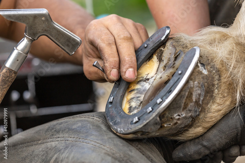 A blacksmith at work: A farrier nails a horseshoe on a hoof; nailing a horseshoe-nail photo