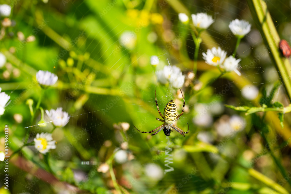 A spider weaved a web in a flowering meadow A spider weaved a web in a flowering meadow