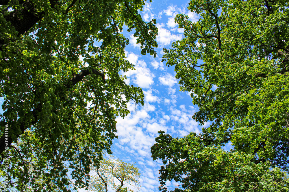 Fototapeta premium branches against sky