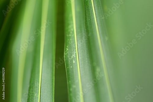 Coconut tree leaves, selective focus image, nature abstract concepts. 