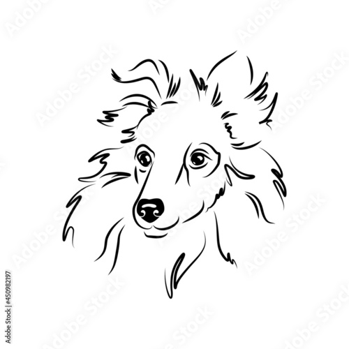 vector contour shetland sheepdog head, white black dog portrait, logo purebred pet, companion and animal friendship, realistic simple face
