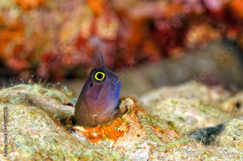 A yellow eyed combtooth blenny photo
