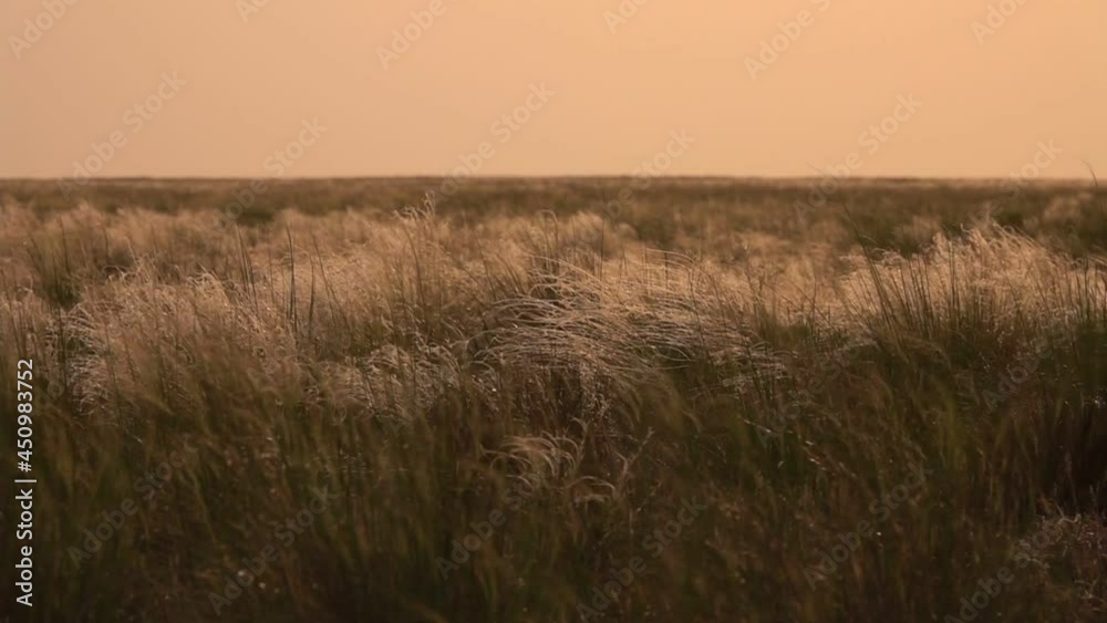 Feather Grass Swinging in the Wind at Sunset Feather Grass Swinging in the Wind at Sunset
