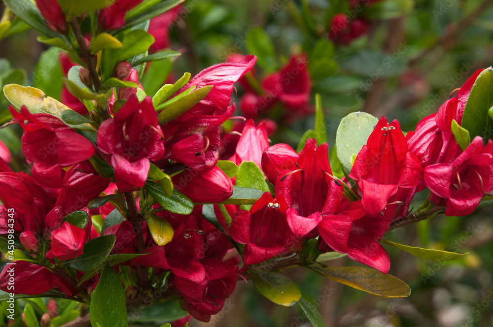 Sydney Australia, vivid red flowers of a graptophyllum excelsum x ilicifolium or scarlet fuchsia native to queensland
