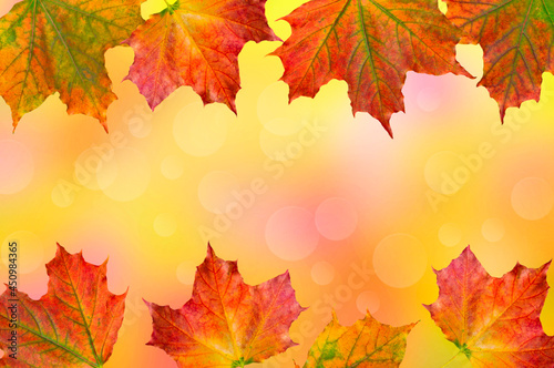 Autumn maple colorful green red yellow leaves on abstract yellow pink blurred background with bokeh