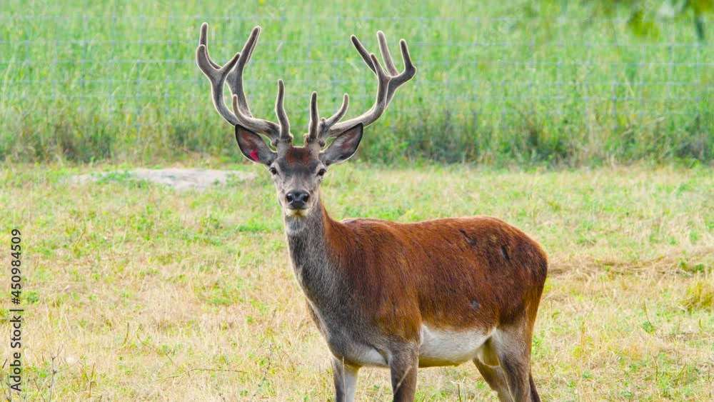 Deer with big horns in the natural environment, Protection of Nature Concept. Raising deer in their natural environment. Animal in the wild, Wildlife, Telephoto lens close up 4k Deer with big horns in the natural environment, Protection of Nature Concept. Raising deer in their natural environment. Animal in the wild, Wildlife, Telephoto lens close up 4k
