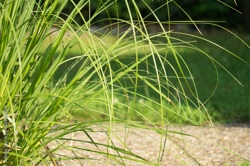 Das Gras am Ende des Weges Das Gras am Ende des Weges