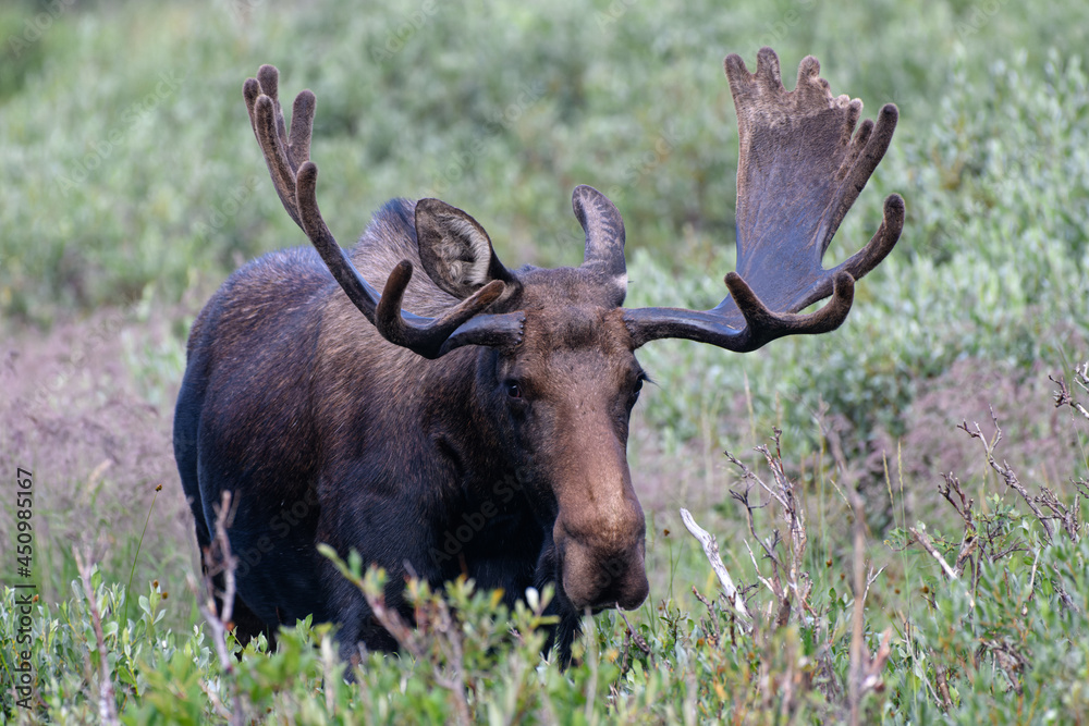 Moose in the Colorado Rocky Mountains Moose in the Colorado Rocky Mountains