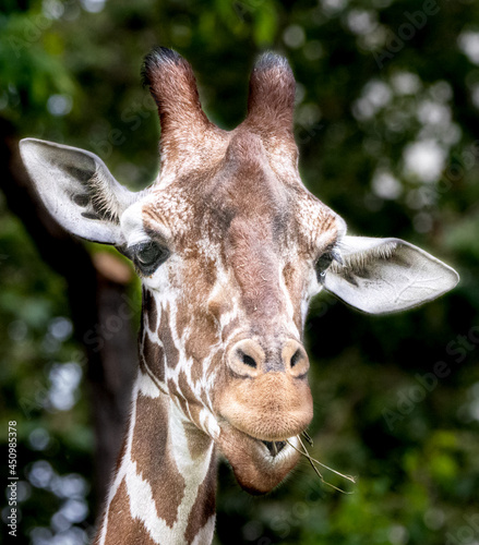 an african giraffe feeding on grass