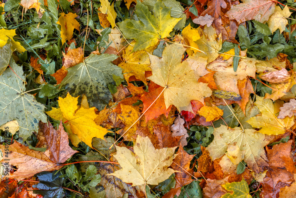 Various colorful maple leaves fallen on ground. Yellow, red, green leafs. Raindrops on leaf. Foliage carpet. HDR close up photo. Morning dew on plants. Autumn concept.