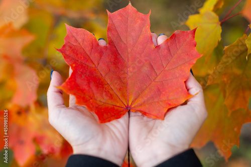 Orange maple leaf in caucasian woman palms. Colorful red maple leaves on background. Symbol of Canada. Hello autumn concept. Change of season  end of summer. Close up photo. Blurred background.