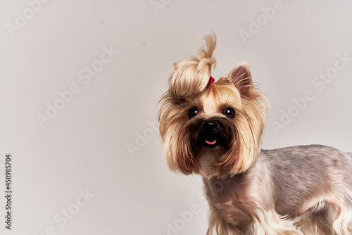 a small dog pet puppy grooming isolated background