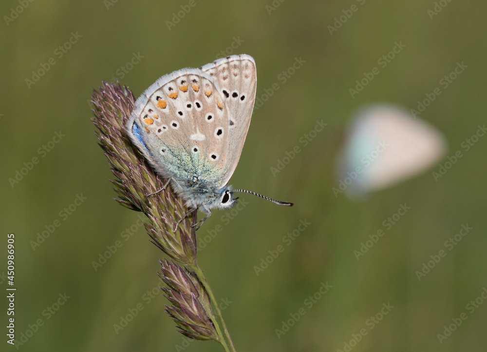 Obraz premium Adonis Blue