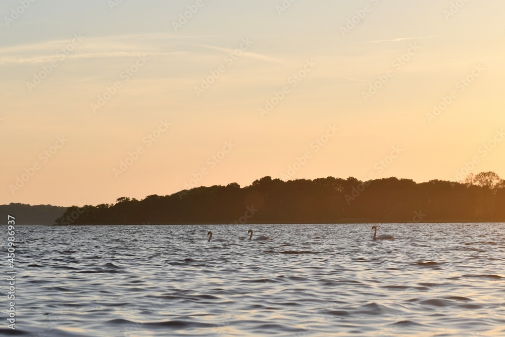Landscape photo of swans in a lake during sunset Landscape photo of swans in a lake during sunset