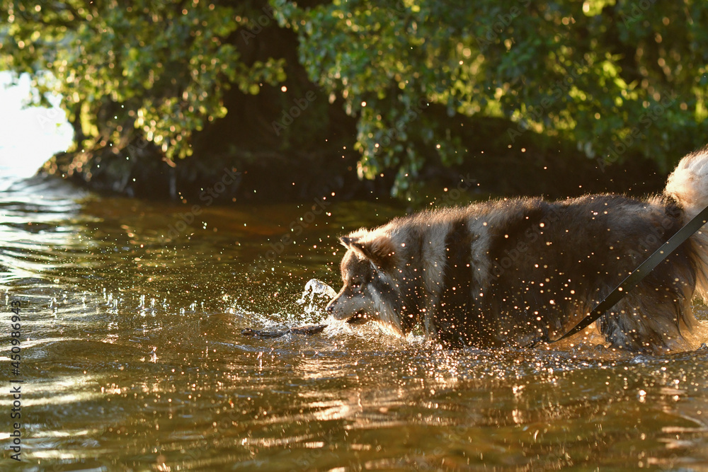 Fototapeta premium Portrait of a young Finnish Lapphund dog