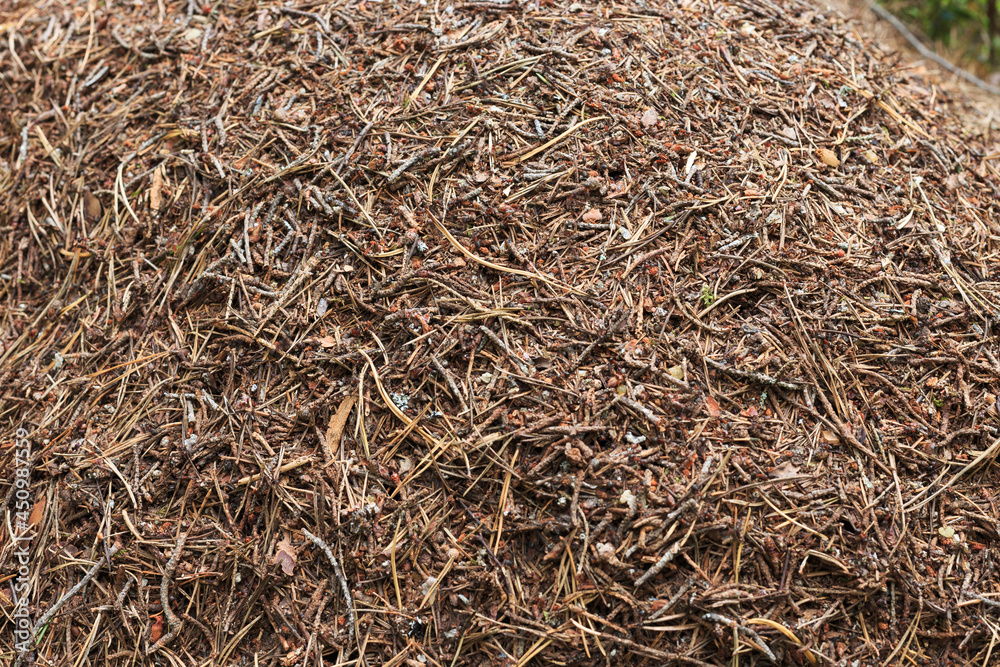 Close-up anthill in the woods. Colony of ants in the forest. Close-up anthill in the woods. Colony of ants in the forest.