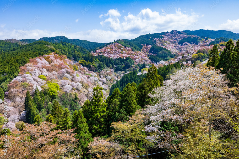 Fototapeta premium 吉野山の桜