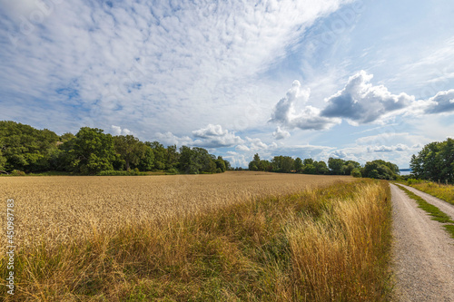 Beautiful view of of wheat field. Agriculture concept. Sweden. 