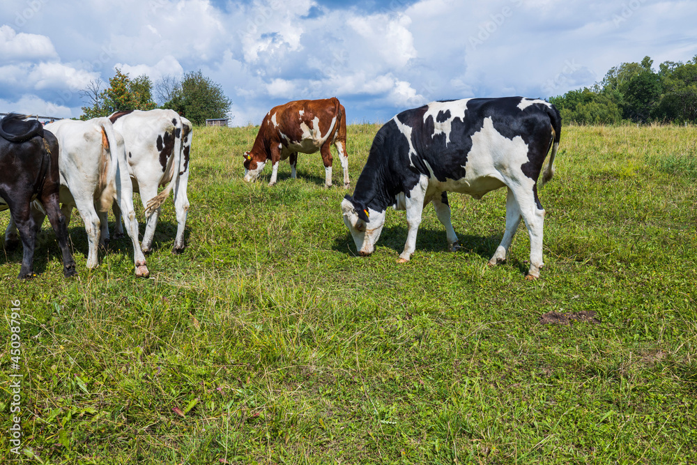 Beautiful view of group of  cows in the field on beautiful summer day.  Animals concept. Sweden.