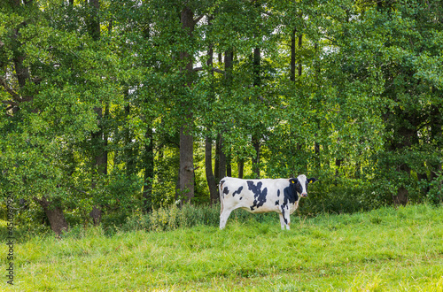 Beautiful view of cow on background. Beautiful animal backgrounds. Sweden.
