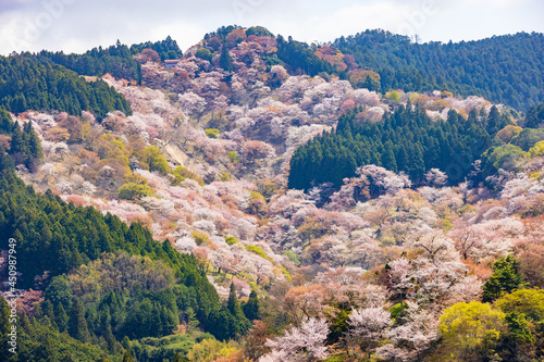 吉野山の桜