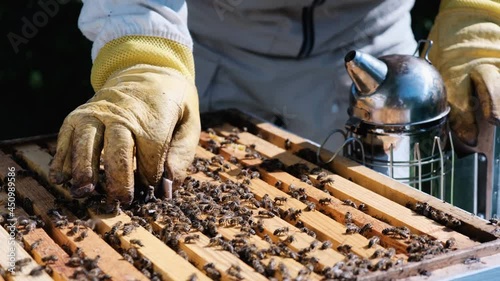 How to treat bees from varroa mite. The beekeeper treats the bees of the varroa mite. Diseases of bees and their treatment. Varroasis. Varroa destructor.