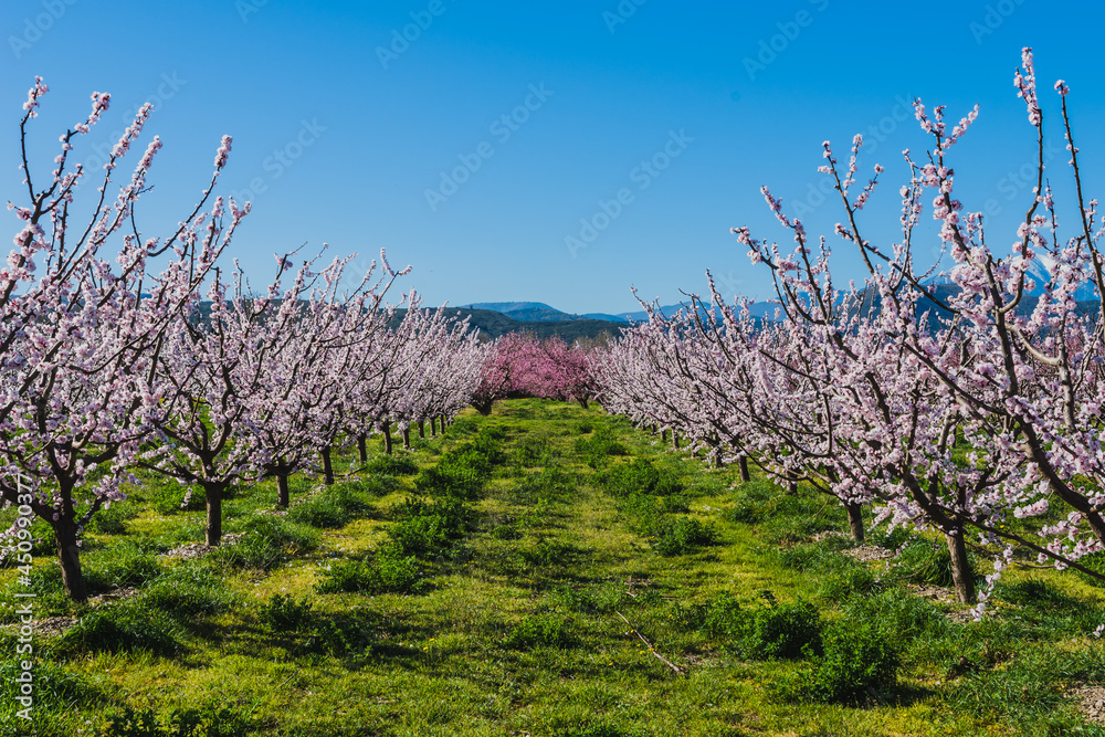 Field of blooming white flowers trees in the spring. Field of blooming white flowers trees in the spring.