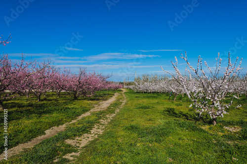 Pink cherry blossoms field trees  Pink flowers and white flowers 