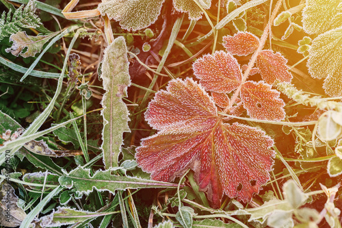 natural textured background with single falled red orange ugly leaf in green grass with white cold frost crystals on a frosty early autumn morning. top view. flare. photo