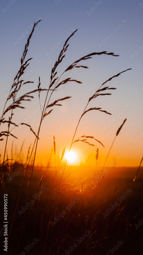 Fototapeta premium sunset in the field