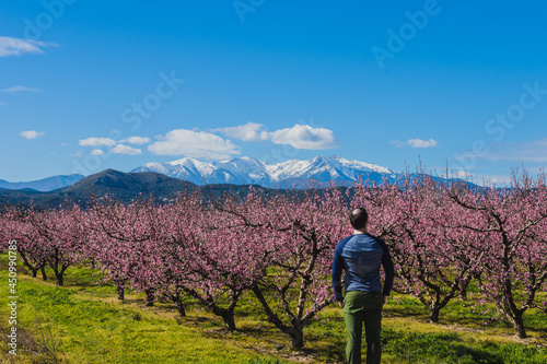 Person admiring the blooming colorful trees (pink flowers)