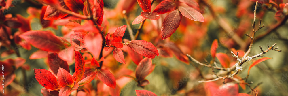 Obraz premium autumn bush with blueberry leaves. vaccinium corymbosum leaves bright burgundy red color in the garden in fall. gardening and nature concept. natural beautiful colors of autumn. banner