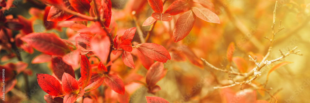 autumn bush with blueberry leaves. vaccinium corymbosum leaves bright burgundy red color in the garden in fall. gardening and nature concept. natural beautiful colors of autumn. banner. flare