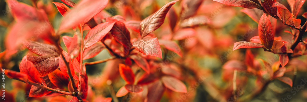 Fototapeta premium autumn bush with blueberry leaves. vaccinium corymbosum leaves bright burgundy red color in the garden in fall. gardening and nature concept. natural beautiful colors of autumn. banner