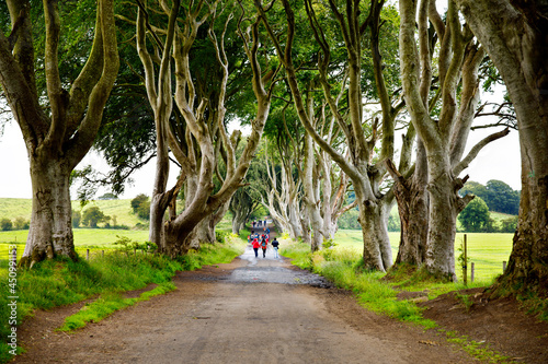 Fototapeta Naklejka Na Ścianę i Meble -  Spectacular Dark Hedges in County Antrim, Northern Ireland on cloudy foggy day. Avenue of beech trees along Bregagh Road between Armoy and Stranocum. Empty road without tourists