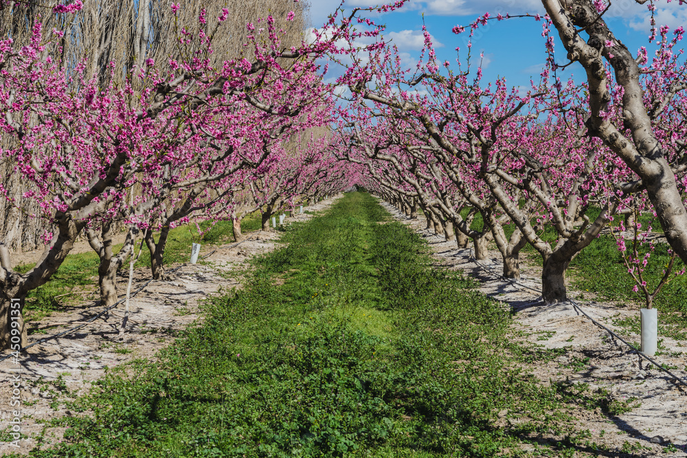 Fototapeta premium Bloosom fruit trees in the spring. (cherry trees field)