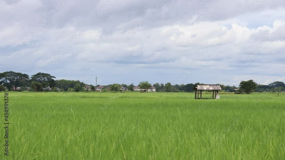 Beautiful scenery of wind blowing green rice leaves on rice field for green nature background. Beautiful scenery of wind blowing green rice leaves on rice field for green nature background.