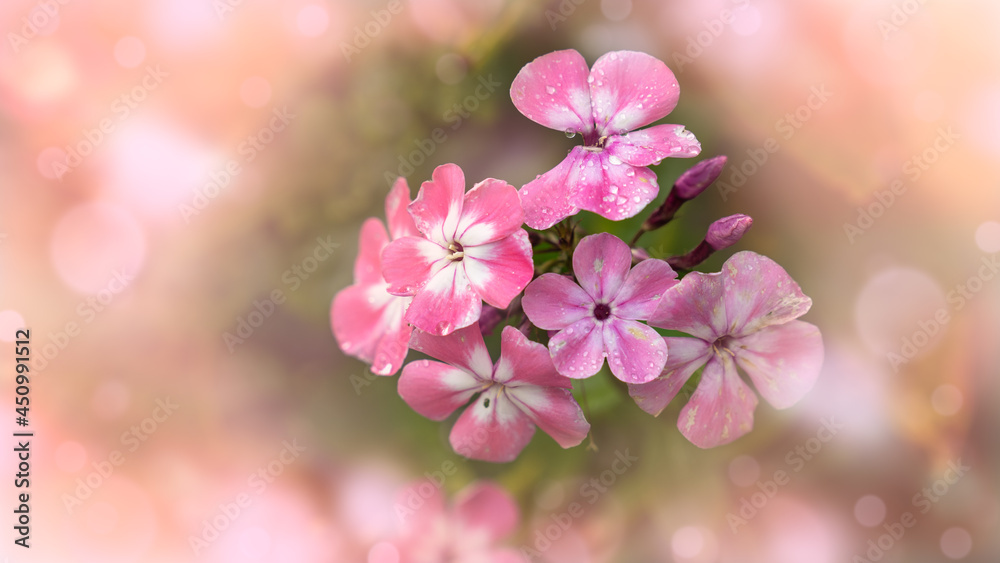 pink flowers  in the garden with a nice bokeh background