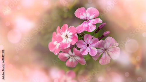 pink flowers in the garden with a nice bokeh background