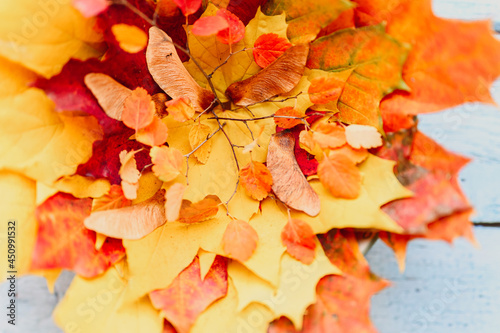 a bunch of red and yellow dry autumn maple leaves and fall twigs on a blue wooden background