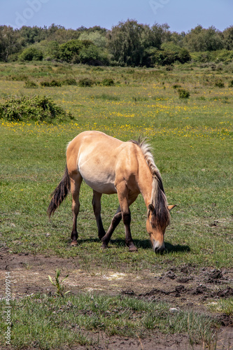 Le Marquenterre. Cheval Henson dans le marais . Somme. Picardie. Hauts-de-France photo