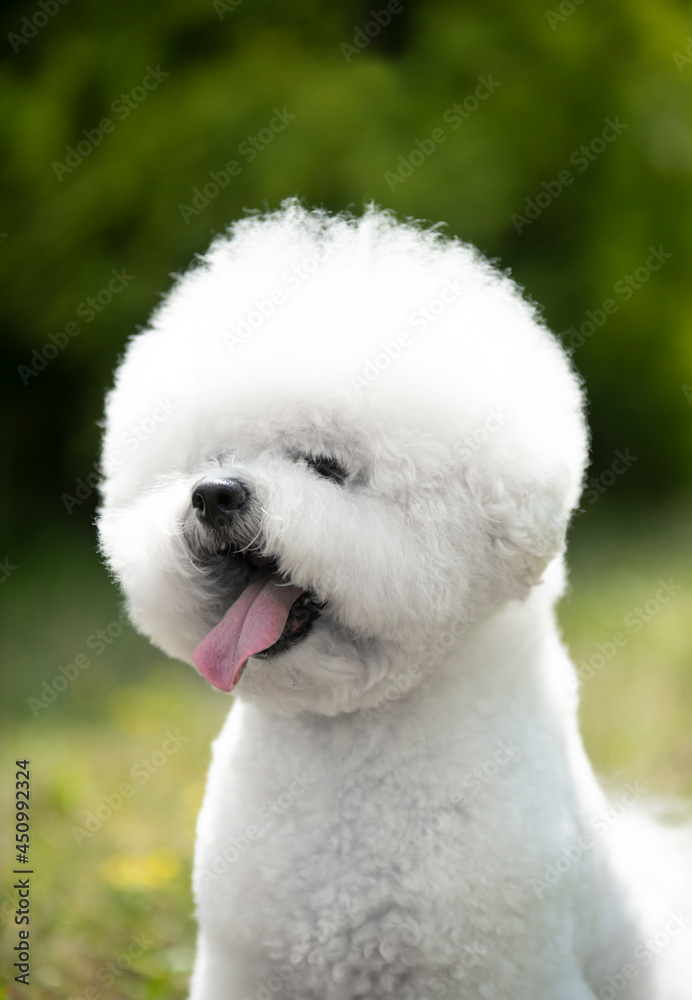 White bichon frise puppy postrait on green background