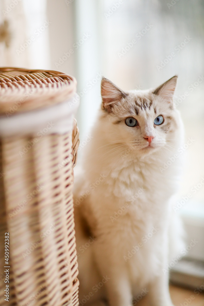 Ragdoll cat
