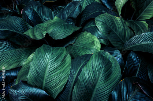 Full Frame of Green Leaves Pattern Background  Nature Lush Foliage Leaf  Texture   tropical leaf