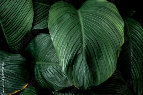 Full Frame of Green Leaves Pattern Background, Nature Lush Foliage Leaf  Texture , tropical leaf
