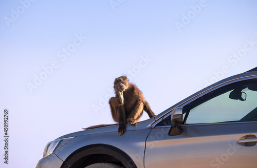 Wild african life. A Large Male Baboon sitting on the car hood on a sunny day